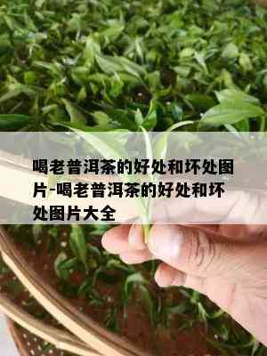 喝老普洱茶的好处和坏处图片-喝老普洱茶的好处和坏处图片大全