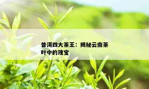 普洱四大茶王：揭秘云南茶叶中的瑰宝