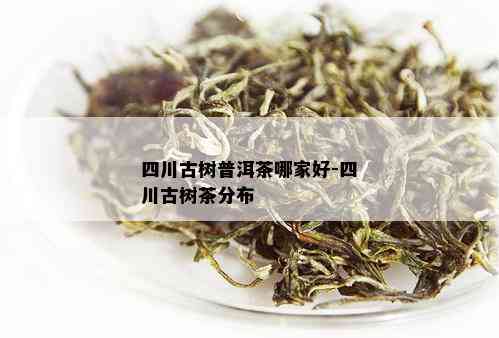 四川古树普洱茶哪家好-四川古树茶分布