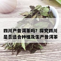 四川产普洱茶吗？探究四川是否适合种植及生产普洱茶