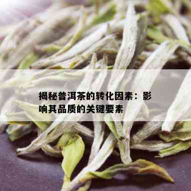 揭秘普洱茶的转化因素：影响其品质的关键要素