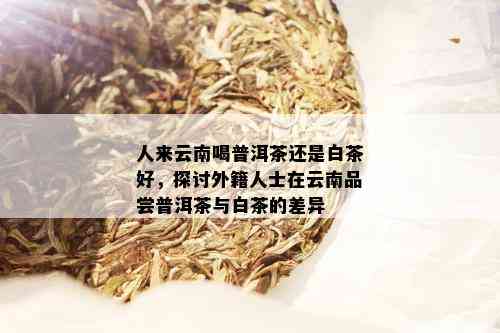 人来云南喝普洱茶还是白茶好，探讨外籍人士在云南品尝普洱茶与白茶的差异