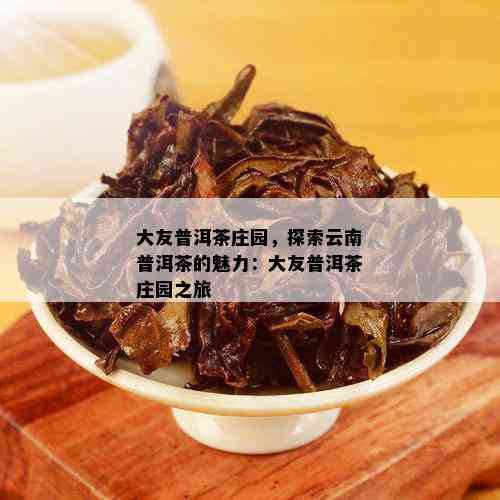 大友普洱茶庄园，探索云南普洱茶的魅力：大友普洱茶庄园之旅