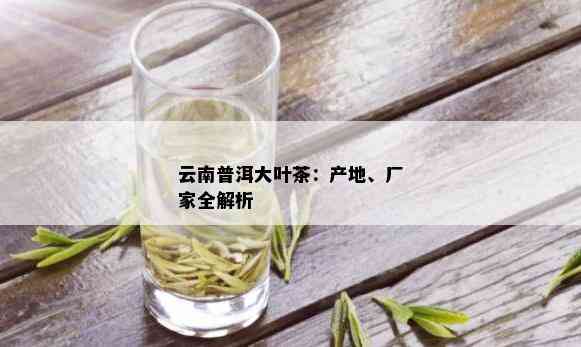 云南普洱大叶茶：产地、厂家全解析