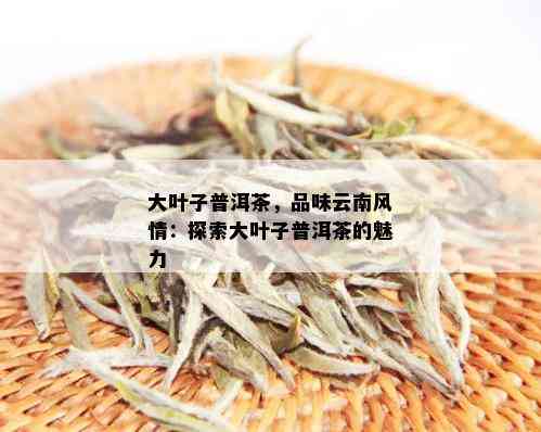 大叶子普洱茶，品味云南风情：探索大叶子普洱茶的魅力