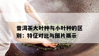 普洱茶大叶种与小叶种的区别：特征对比与图片展示