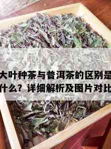 大叶种茶与普洱茶的区别是什么？详细解析及图片对比