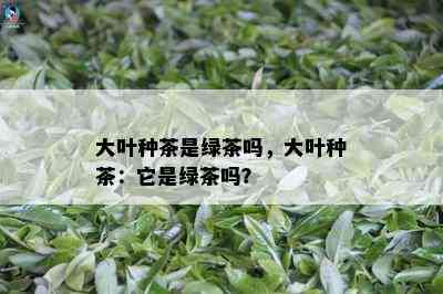 大叶种茶是绿茶吗，大叶种茶：它是绿茶吗？