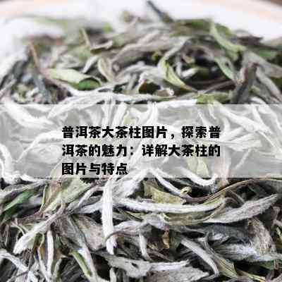 普洱茶大茶柱图片，探索普洱茶的魅力：详解大茶柱的图片与特点