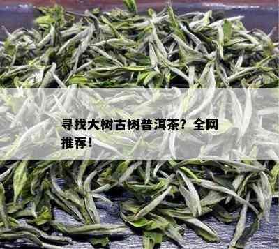 寻找大树古树普洱茶？全网推荐！