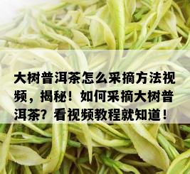 大树普洱茶怎么采摘方法视频，揭秘！如何采摘大树普洱茶？看视频教程就知道！