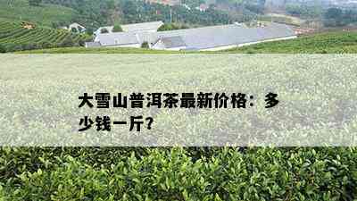 大雪山普洱茶最新价格：多少钱一斤？