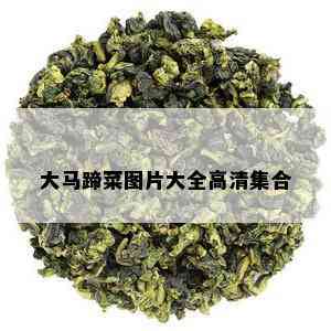 大马蹄菜图片大全高清集合