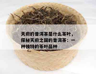 天府的普洱茶是什么茶叶，探秘天府之国的普洱茶：一种独特的茶叶品种