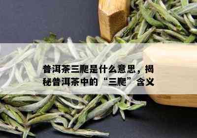 普洱茶三爬是什么意思，揭秘普洱茶中的“三爬”含义