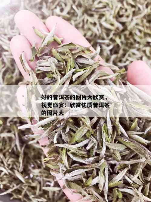 好的普洱茶的图片大欣赏，视觉盛宴：欣赏优质普洱茶的图片大