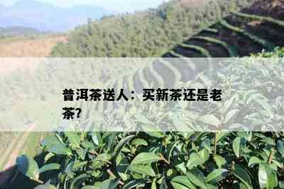 普洱茶送人：买新茶还是老茶？