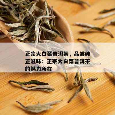 正宗大白菜普洱茶，品尝纯正滋味：正宗大白菜普洱茶的魅力所在