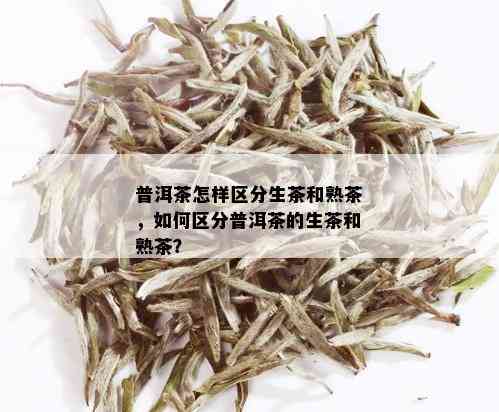 普洱茶怎样区分生茶和熟茶，如何区分普洱茶的生茶和熟茶？