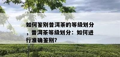 如何鉴别普洱茶的等级划分，普洱茶等级划分：如何进行准确鉴别？