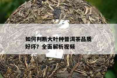 如何判断大叶种普洱茶品质好坏？全面解析视频