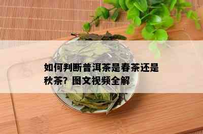 如何判断普洱茶是春茶还是秋茶？图文视频全解