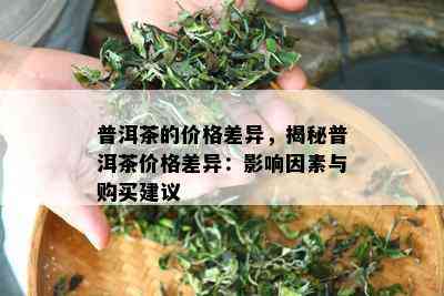 普洱茶的价格差异，揭秘普洱茶价格差异：影响因素与购买建议