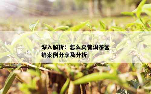 深入解析：怎么卖普洱茶营销案例分享及分析