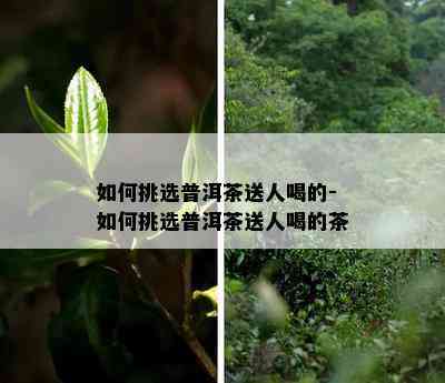 如何挑选普洱茶送人喝的-如何挑选普洱茶送人喝的茶