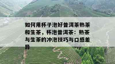 如何用杯子泡好普洱茶熟茶和生茶，杯泡普洱茶：熟茶与生茶的冲泡技巧与口感差异