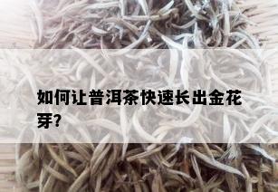 如何让普洱茶快速长出金花芽？