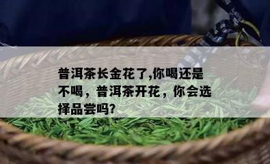 普洱茶长金花了,你喝还是不喝，普洱茶开花，你会选择品尝吗？