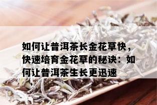 如何让普洱茶长金花草快，快速培育金花草的秘诀：如何让普洱茶生长更迅速