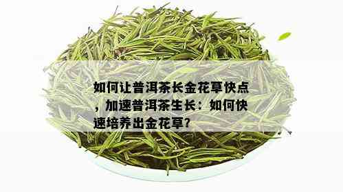 如何让普洱茶长金花草快点，加速普洱茶生长：如何快速培养出金花草？