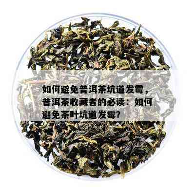 如何避免普洱茶坑道发霉，普洱茶收藏者的必读：如何避免茶叶坑道发霉？