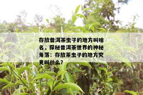 存放普洱茶虫子的地方叫啥名，探秘普洱茶世界的神秘角落：存放茶虫子的地方究竟叫什么？