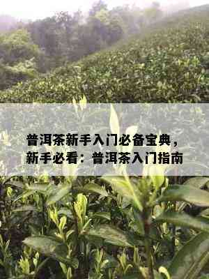 普洱茶新手入门必备宝典，新手必看：普洱茶入门指南