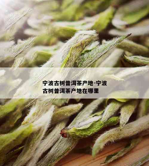 宁波古树普洱茶产地-宁波古树普洱茶产地在哪里