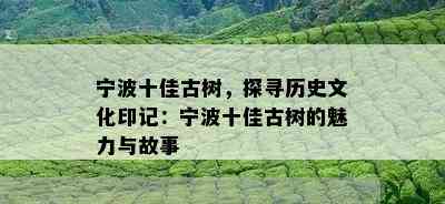 宁波十佳古树，探寻历史文化印记：宁波十佳古树的魅力与故事