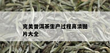 完美普洱茶生产过程高清图片大全