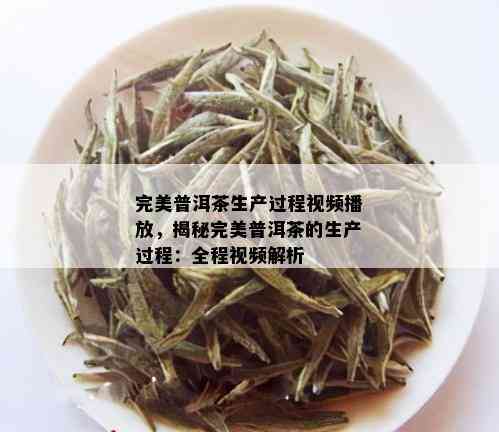 完美普洱茶生产过程视频播放，揭秘完美普洱茶的生产过程：全程视频解析