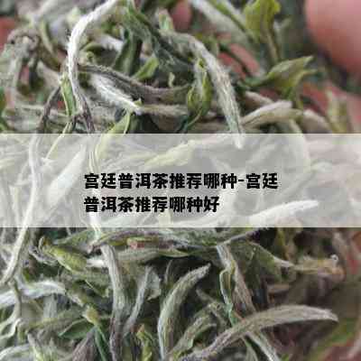 宫廷普洱茶推荐哪种-宫廷普洱茶推荐哪种好