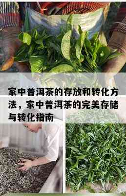 家中普洱茶的存放和转化方法，家中普洱茶的完美存储与转化指南