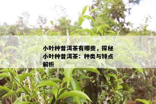 小叶种普洱茶有哪些，探秘小叶种普洱茶：种类与特点解析