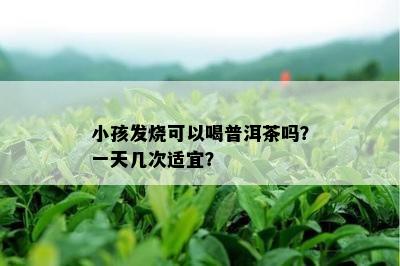 小孩发烧可以喝普洱茶吗？一天几次适宜？