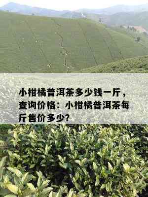 小柑橘普洱茶多少钱一斤，查询价格：小柑橘普洱茶每斤售价多少？