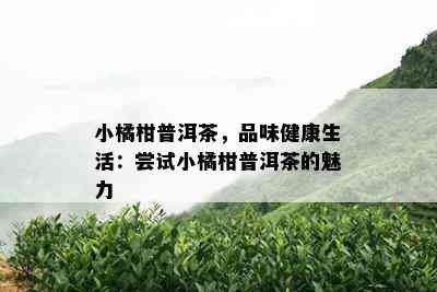 小橘柑普洱茶，品味健康生活：尝试小橘柑普洱茶的魅力