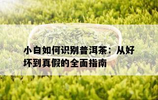 小白如何识别普洱茶：从好坏到真假的全面指南