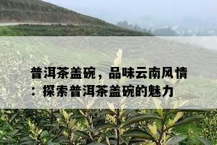 普洱茶盖碗，品味云南风情：探索普洱茶盖碗的魅力