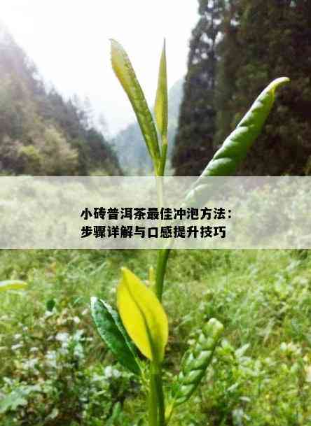 小砖普洱茶更佳冲泡方法：步骤详解与口感提升技巧